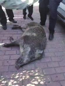浙江野猪最新爆料新闻,揭秘神秘生物的生存现状与挑战